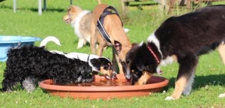 Hundeschule Gowin Gütersloh