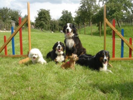 Hundeschule Altenburg GbR Oriwol & Schreiber