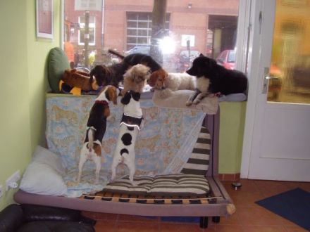 Hundekindergarten auf der Uhlenhorst