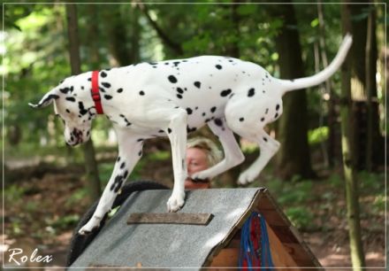 Hundeschule " Waldweg" (Neuruppin) und Pension