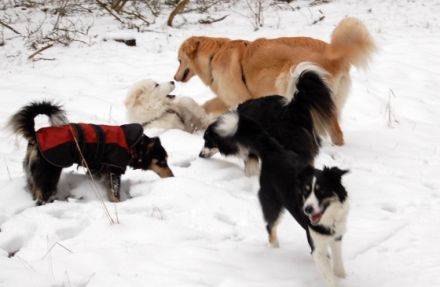 Hundeschule " Waldweg" (Neuruppin) und Pension