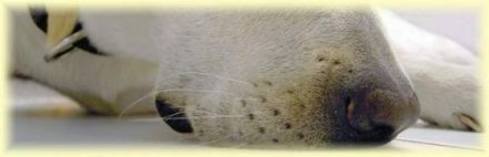 Hundeschule Hartmann