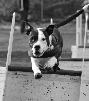 Hundeschule & Pension "Nina"