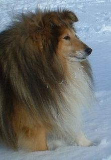 von den Vitalienbrüdern