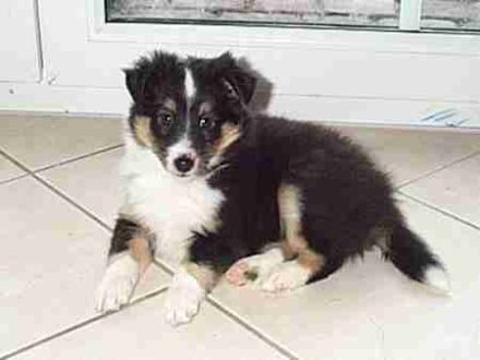 von den Vitalienbrüdern