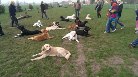 Hundeschule Saalfeld