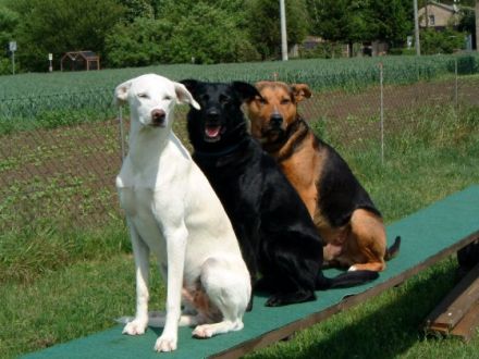 Hundeschule Saalfeld