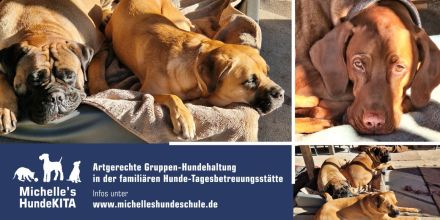 Michelle´s Hundeschule & -KITA