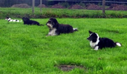 Tonis-Hunde-Therapie