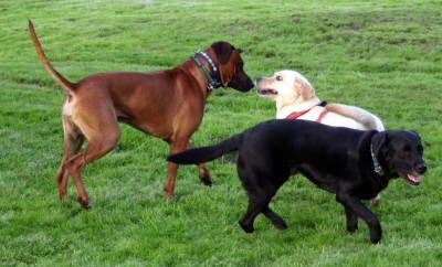 Tonis-Hunde-Therapie