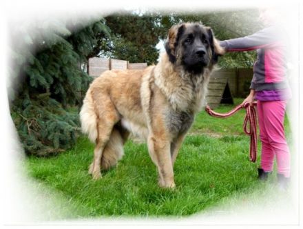 Leonberger-Zucht