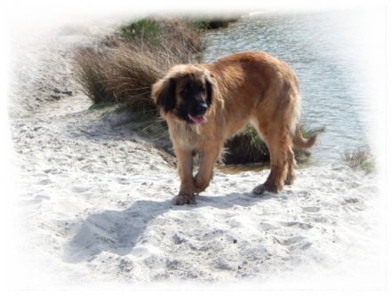 Leonberger-Zucht