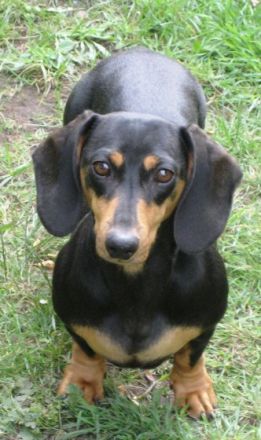 von der Wilden Meute