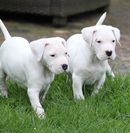 Del Grande Casador Branco