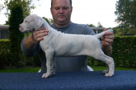 Del Grande Casador Branco