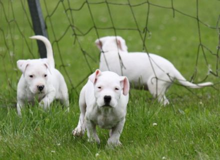 Del Grande Casador Branco