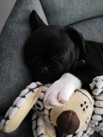 Heimtier-Service  Kühn