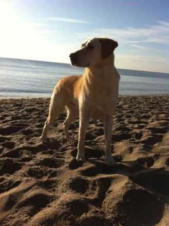 Heimtier-Service  Kühn