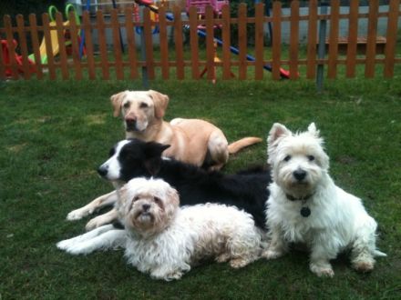 Heimtier-Service  Kühn