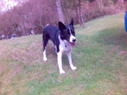 Heimtier-Service  Kühn