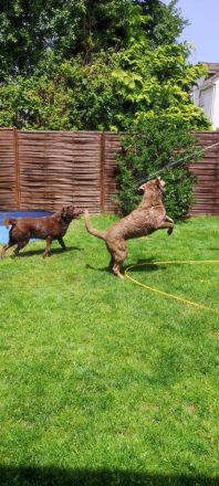 Heimtier-Service  Kühn