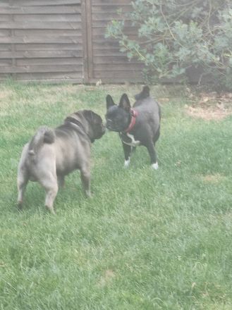 Heimtier-Service  Kühn