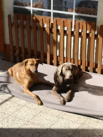 Heimtier-Service  Kühn