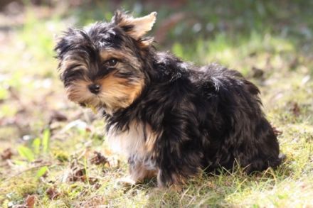 Of little glamour Stars