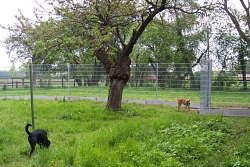 Martina Nebel Urlaubsbetreuung für den Hund