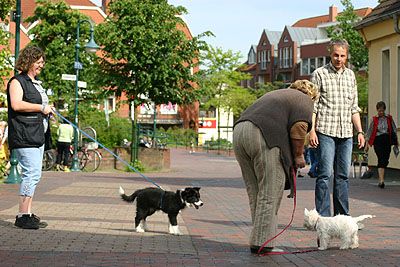 Partnerschule für Mensch und Hund