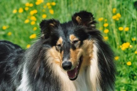 of The Landlord´s Pride