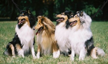 of The Landlord´s Pride