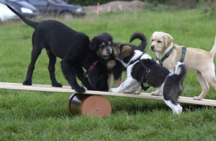 Mobile Hundeschule Rellingen
