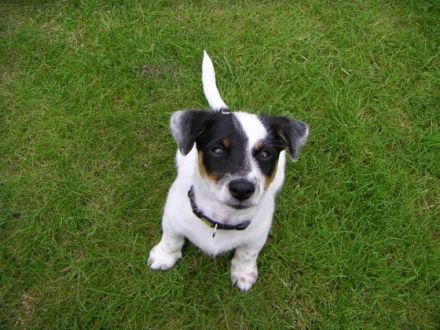 Mobile Hundeschule Rellingen