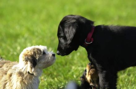 Mobile Hundeschule Rellingen