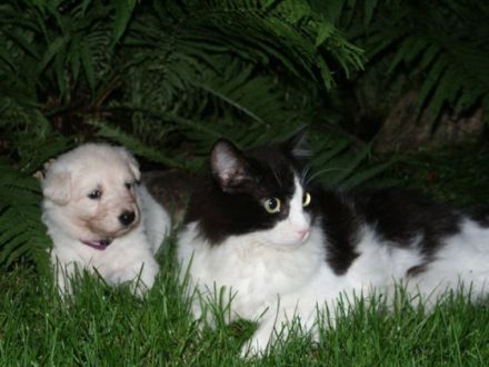 von der Herrin vom See