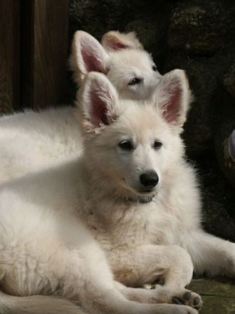 von der Herrin vom See