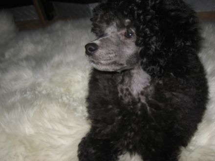 Hundekindergarten dogs@garden