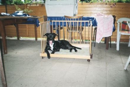 Hundekindergarten dogs@garden