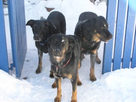 Hundeschule Bergmann