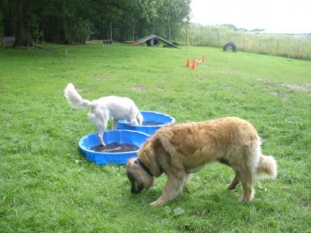 Die Hundehütte 4 Wände für 4 Pfoten