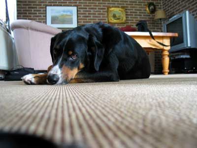 Urlaub mit Hund(en) am Veerse Meer