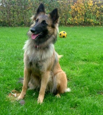 Tophundeschule - Die mobilen Hundetrainer