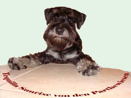 von den Parthewiesen