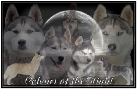 Colours of the Night