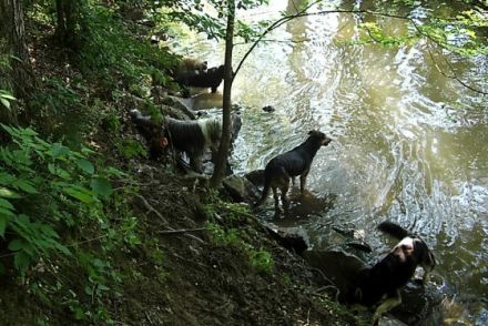 Hundebetreuung Monika Klein