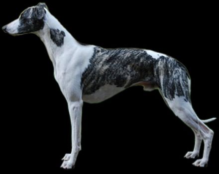 of spotted Sensation