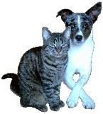 Tierverhaltenstraining