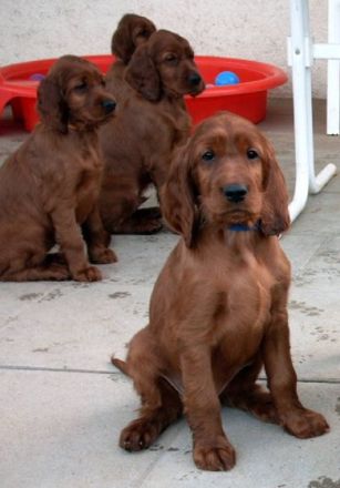 von den Altheimer Herrenwiesen