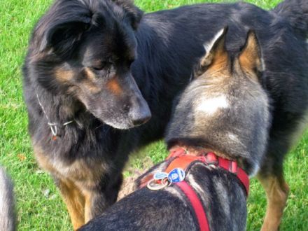 Mensch-Hund-Verhaltenstraining